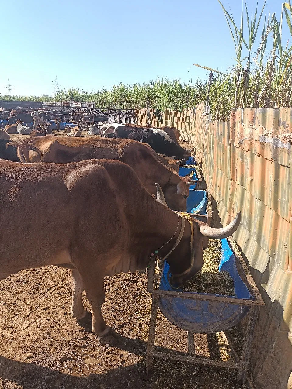 Help Doon Animal Welfare Give 1500+ Abandoned Cows The Love And Respect  They Deserve | DonateKart