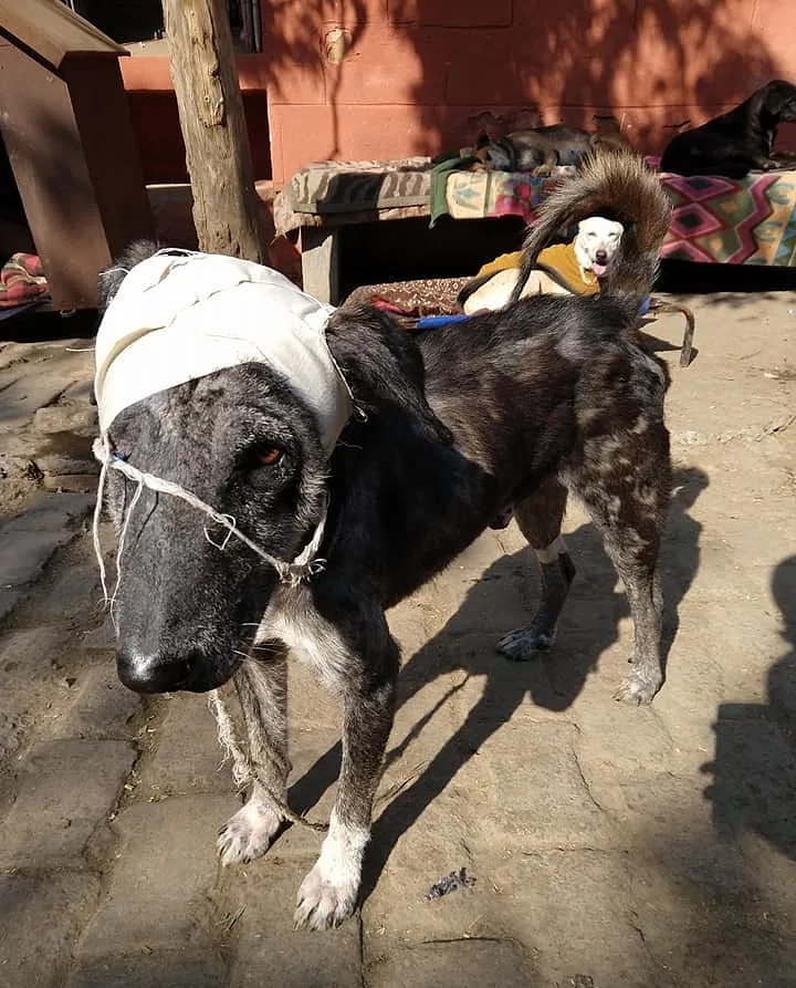 Help Sanjay Gandhi Animal Care Centre (SGACC) | DonateKart